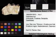 Foto (Objket + Etiketten) von Gastrosacus sp. 